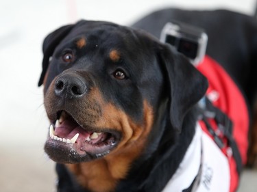 Cash, a Rottweiler named for Johnny Cash, looks up during the launch of new Pre-Board Pals program at Calgary Airport Monday April 11, 2016. The program is a collaboration between the Calgary Airport Authority and Pet Access League Society, bringing therapy dogs to the airport to reduce passenger stress by encouraging on on one interactions with the animals. Cash has been working with PALS for one-and-a-half years. He comes from a family that has had five other Rottweilers pass through PALS. All of them are "working dogs" meaning they go to dog shows, do tracking work and work as national service dogs, says owner Alison Archambault.