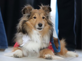 Bunny the Sheltie takes in the excitement during the launch of new Pre-Board Pals program at Calgary International Airport.