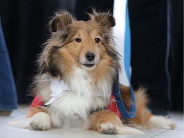 Bunny the Sheltie takes in the excitement during the launch of new Pre-Board Pals program at Calgary Airport Monday April 11, 2016. The program is a collaboration between the Calgary Airport Authority and Pet Access League Society, bringing therapy dogs to the airport to reduce passenger stress by encouraging on on one interactions with the animals. Bunny has been with PALS for 1.5 years and is beloved by seniors. "Particularly old people that have had to give up their pets to get into a home, you can just see the look in their eye. They miss the pets they used to have. It brings back a lot of memories for them," said owner Sheila Hellevang.