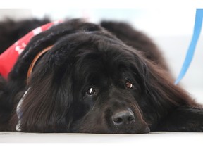Berkely, a Newfoundland dog, watches with casual detachment at the launch of new Pre-Board Pals program at Calgary Airport Monday April 11, 2016. The program is a collaboration between the Calgary Airport Authority and Pet Access League Society, bringing therapy dogs to the airport to reduce passenger stress by encouraging on on one interactions with the animals. Berkely has been volunteering for PALS for three years and turns six in June. In addition to visiting the airport, he spends time at seniors' centres and hospitals, as well as with children and people with disabilities.
