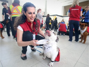 Olive the English Bulldog licks her chops after wolfing down a slice of cake alongside her owner Jennifer Killoran at the launch of new Pre-Board Pals program at Calgary Airport Monday April 11, 2016. The program is a collaboration between the Calgary Airport Authority and Pet Access League Society, bringing therapy dogs to the airport to reduce passenger stress by encouraging on on one interactions with the animals. Olive has been a volunteer for PALS for four years, during which she has had various gigs, including visiting special needs kids and homeless people. Her talents include sitting, shake-a-paw, lying down and sleeping. Killoran is a flight attendant for West Jet who hopes Olive can help passengers deals with the stresses she sees in the airport while working.