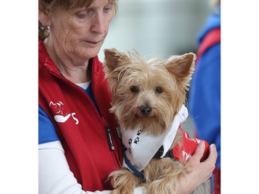 Valerie Soderberg holds her Silkie Terrier Tazo during the launch of new Pre-Board Pals program at Calgary Airport Monday April 11, 2016. The program is a collaboration between the Calgary Airport Authority and Pet Access League Society, bringing therapy dogs to the airport to reduce passenger stress by encouraging on on one interactions with the animals. Tazo is three-and-a-half years old and has been volunteering for the Pet Access League Society (PALS) for two-and-a-half years.