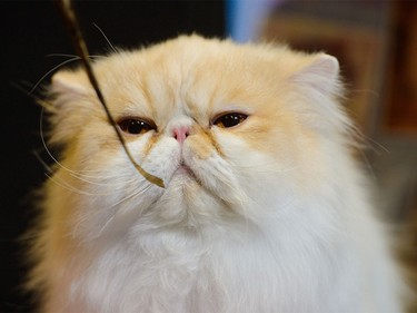 Bambino sits at the annual Calgary Cat Show at Ed Whalen Arena in Calgary on Saturday, April 16, 2016.