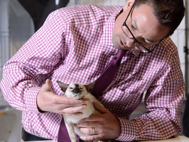 A cat is judged by Jamie Christian for the annual Calgary Cat Show.
