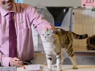 Cats are judged by Jamie Christian for the annual Calgary Cat Show at Ed Whalen Arena in Calgary on Saturday, April 16, 2016.