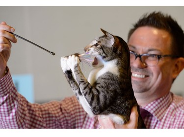 Cats are judged by Jamie Christian for the annual Calgary Cat Show at Ed Whalen Arena in Calgary on Saturday, April 16, 2016.