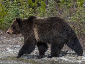 File image of grizzly bear No. 138 .