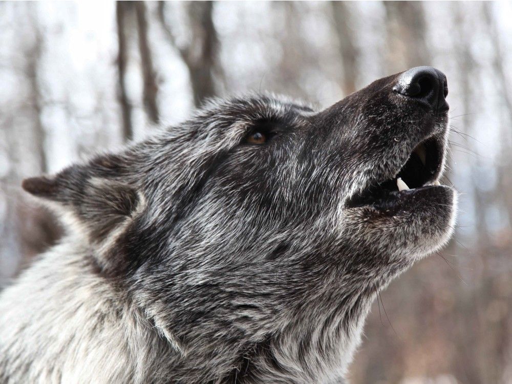 Calgary documentary about wolves wins Humane Society's Genesis Award ...