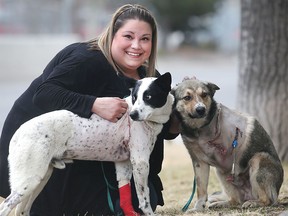 Kelly Cerato with Kitchi, right, and Cheveyo Monday April 4, 2016 outside the McKnight 24 Hour Veterinary Hospital where both dogs are being treated after being shot with arrows in Eden Valley. She runs Tails of the Misunderstood Canine Rescue Society and is hoping to raise funds to help with their recovery.  Kitchi lost a leg in the ordeal.