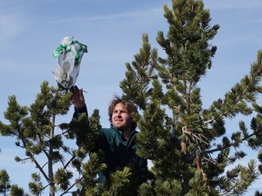 Jed Cochrane, fire and vegetation specialist with the Lake Louise, Yoho and Kootenay field unit for Parks Canada, cages a Whitebark Pine tree as part of a recovery effort.