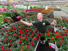 Greenhouse supervisor Rob Hannigan hangs flower baskets at Sunnyside Home and Garden Centre in Calgary on Tuesday, April 19, 2016. Record-setting balmy temperatures are making plants fly off the shelves at garden centres, but Hannigan cautions people to not put anything in the ground before the May long weekend.