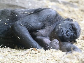 The Calgary Zoo's new baby gorilla and mother Kioja spends some quiet time at the enclosure in Calgary on Tuesday, April 5, 2016.
