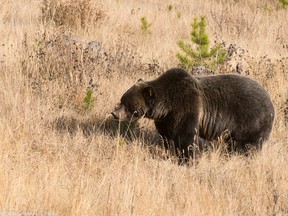 Grizzly bear No. 122 in Banff National Park.