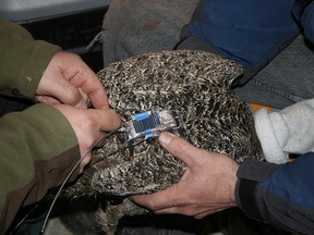 GPS devices were affixed to the birds so scientists can track them in Alberta after the relocation.