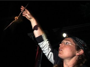 Dr. Cori Lausen, Birchdale Ecological Limited, releases a bat she  caught in mist net at Waterton Lakes National Park, Alberta.