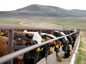 Rancher Bob Lowe, who has operated the lot with his brother since 1984, is furious that a large Canadian restaurant chain is getting it's beef from the USA.