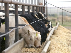 Cattle are shown at Bear Trap Feeders Thursday April 28, 2016 west of Nanton, Alta, south of Calgary, Alta.