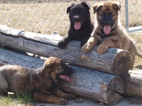 Jake, Jolt and Jinx were born at the RCMP Police Dog Service Training Centre on March 4, 2016.