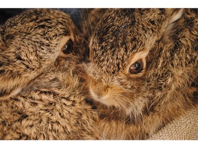 The Calgary Wildlife Rehabilitation Society is urging the public to leave baby hares alone after the centre saw a recent influx of the long-eared animals (pictured at the centre) being dropped off by well-meaning citizens who mistook them for orphans.