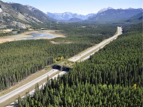 Wildlife overpasses and underpasses reduce the number of wildlife collisions on the Trans-Canada Highway through Banff National Park.