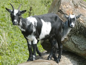 VIEW FROM THE TOP--Two goats check out the view from atop a log in their enclosure at a farm southwest of Stratford, Ontario, on Thursday, Aug 24, 2006.