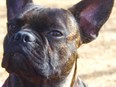 Vino, 1, French-bulldog