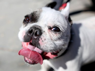 Benny, a three year-old french bulldog, tries to stay cool during the warm temperatures in Calgary on Tuesday, April 19, 2016.