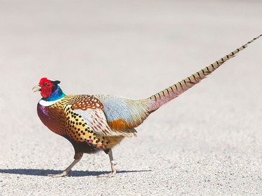 A brightly coloured male pheasant wanders thirstily through North Glenmore Park Park in Calgary on Tuesday, April 19, 2016.