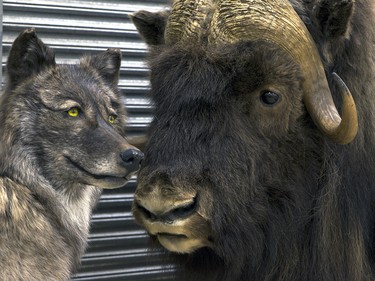 Taxidermy on display at the Conservation Education Centre for Excellence in Calgary.