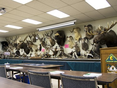 Taxidermy on display at the Conservation Education Centre for Excellence in Calgary.
