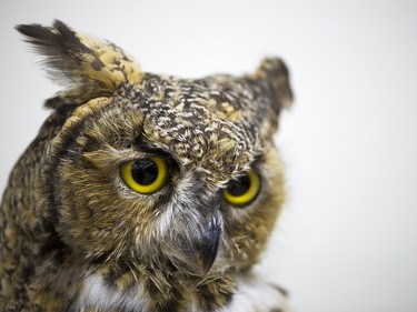 Taxidermy on display at the Conservation Education Centre for Excellence in Calgary.