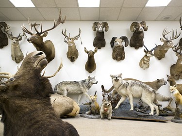 Taxidermy on display at the Conservation Education Centre for Excellence in Calgary.