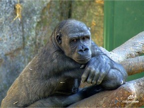 Zuri, a 19-year-old female western lowland gorilla at the Calgary Zoo, is in critical condition following surgery Wednesday, April 27, 2016, for a severe abdominal infection.