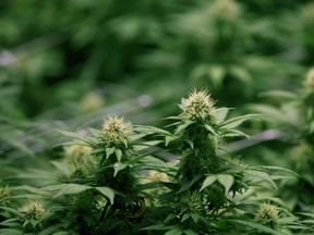 Growing flowers of cannabis intended for the medical marijuana market are shown at OrganiGram in Moncton, N.B., on April 14, 2016. OrganiGram is the only organic marijuana grower in Canada, and the only licensed grower east of Ontario. THE CANADIAN PRESS/Ron Ward