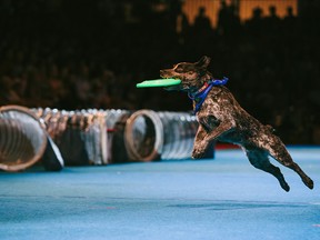 Superdogs at the Calgary Stampede.