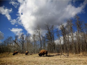 Plains bison in Elk Island National Park, where officials will get the bison being reintroduced to Banff.