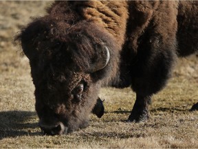 A Plains bison bull in Elk Island National Park.