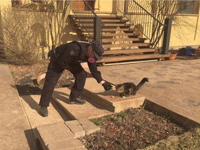 A RCMP officers offers food to a cat in Fort McMurray, Alberta on Friday May 6, 2016 in this image provided by the Alberta RCMP. RCMP will do what they can to assist pets they may come across in carrying out search and rescue operations.