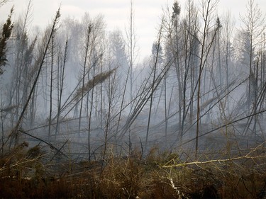 Burned out trees in Fort McMurray on May 9, 2016.