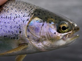 A rainbow trout at Calgary's Bow Habitat Station. File photo