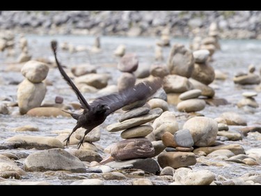 A crow flies away from a bevy of cairns, or 'living rocks', in the Bow River at Prince's Island Park in downtown Calgary, Alta., on Wednesday, May 18, 2016. Show Biz says his cairns serve a variety of artistic, therapeutic and calming purposes, his favourite of which is creating a sense of welcomeness and community in an area too often hit with petty crime. Lyle Aspinall/Postmedia Network