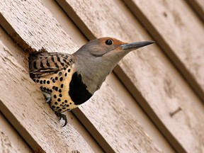 A female northern flicker watches from a hole in the wall of David Parker's home in Edgemont on Tuesday May 17, 2016. The bird which is a protected species made the hole through to the attic to make its nest.