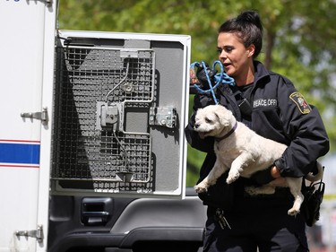 A Calgary bylaw officer removes a small dog from a home on Rundlehorn Drive that was the scene of an early morning fatal shooting on Tuesday May 24, 2016.