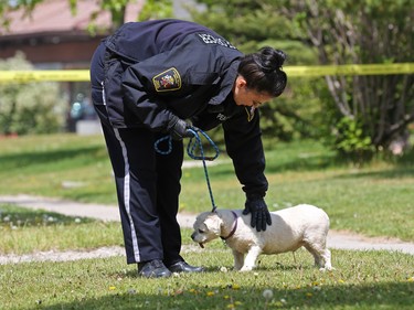 A Calgary bylaw officer calms a small dog while removing it from a home on Rundlehorn Drive that was the scene of a fatal early morning shooting on Tuesday May 24, 2016.