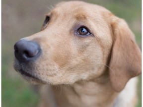 Sherman is a Pacific Assistance Dog.