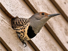 A northern flicker watches from a hole in the wall of David Parker's home in Edgemont.