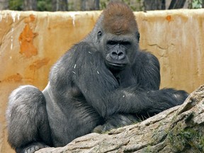 The Calgary Zoo's silverback gorilla, Kakinga, died at the age of 37.