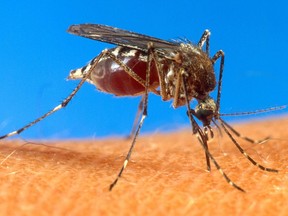 Mosquitoes may be less of a nuisance this year in Calgary thanks to dry conditions.