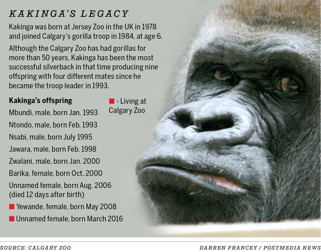 Kakinga Calgary Zoo gorilla graphic