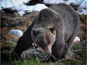 Grizzly bear No. 134 searches for food along the Trans-Canada Highway in Yoho National Park on April 25, 2016. The highway will be twinned this fall, adding wildlife overpasses and fencing.